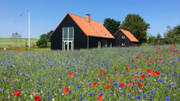 Blomstereng med hus